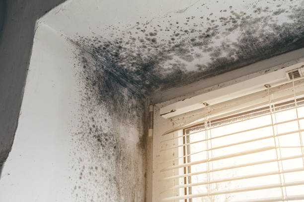 Affordable Black Mold Remediation solutions in Lexington, TX