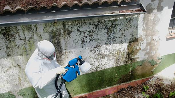 Top rated local Black Mold Remediation specialists in Lexington, TX